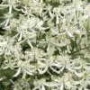 Sweet Autumn Clematis - 1 Gallon Pot -Flowers World Shop Clematis Sweet Autumn 1
