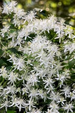 Sweet Autumn Clematis Terniflora - 3 Gallon Pot -Flowers World Shop Clematis Sweet Autumn 2 1