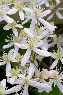 Sweet Autumn Clematis - 1 Gallon Pot -Flowers World Shop Clematis Sweet Autumn 5