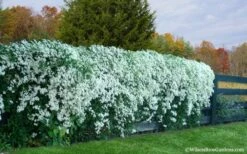 Sweet Autumn Clematis Terniflora - 3 Gallon Pot -Flowers World Shop Clematis Sweet Autumn 6 1