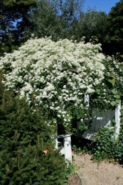 Sweet Autumn Clematis - 1 Gallon Pot -Flowers World Shop Clematis Sweet Autumn 7