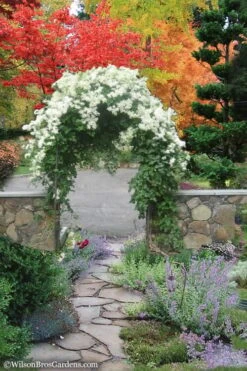 Sweet Autumn Clematis - 1 Gallon Pot -Flowers World Shop Clematis Sweet Autumn 8