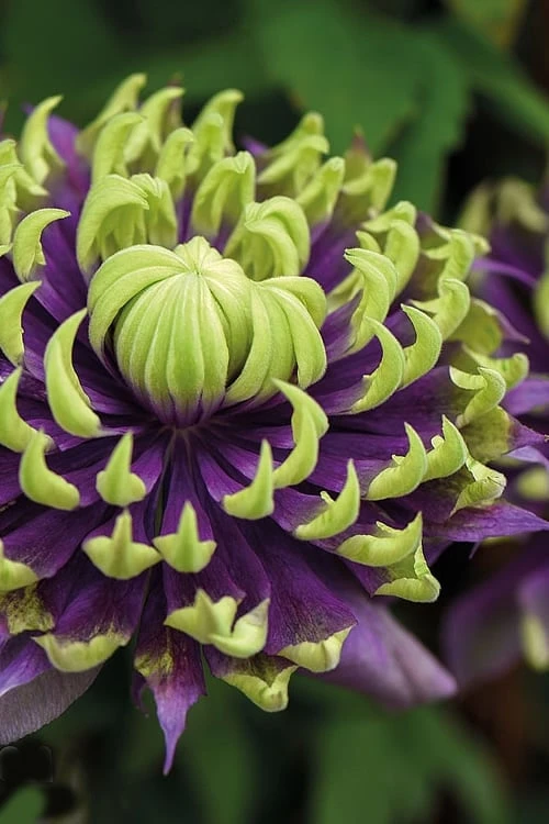 Taiga Clematis - 2 Gallon Pot 3 Taiga Clematis - 2 Gallon Pot