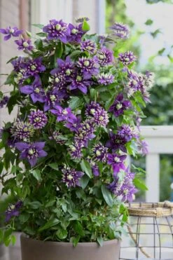 Taiga Clematis - 3 Gallon Pot -Flowers World Shop Clematis Taiga 10