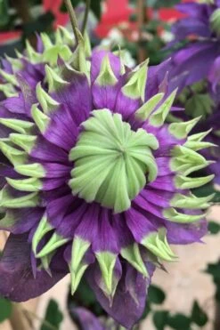 Taiga Clematis - 2 Gallon Pot 15 Taiga Clematis - 2 Gallon Pot -Flowers World Shop Clematis Taiga 2 2