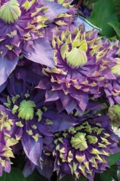 Taiga Clematis - 1 Gallon Pot -Flowers World Shop Clematis Taiga 3 1