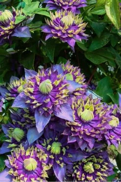 Taiga Clematis - 1 Gallon Pot -Flowers World Shop Clematis Taiga 4 1