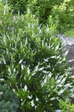 Hummingbird Summersweet Clethra - 3 Gallon Pot -Flowers World Shop Clethra Hummingbird 21