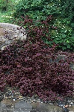 Red Dragon Contorted Filbert - Corylus Avellena - 5 Gallon Pot -Flowers World Shop Contorted Filbert Red Dragon 7