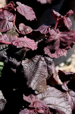 Red Dragon Contorted Filbert - Corylus Avellena - 5 Gallon Pot -Flowers World Shop Contorted Filbert Red Dragon 8