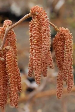 Red Dragon Contorted Filbert - Corylus Avellena - 5 Gallon Pot -Flowers World Shop Contorted Filbert Red Dragon 9