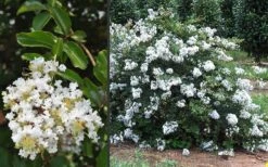 Acoma Weeping White Crape Myrtle - 6 Pack Of 1 Gallon Pots -Flowers World Shop Crape Myrtle Acoma 3