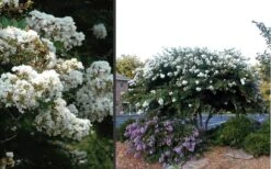 Acoma Weeping White Crape Myrtle - 1 Gallon Pot -Flowers World Shop Crape Myrtle Acoma 4 1