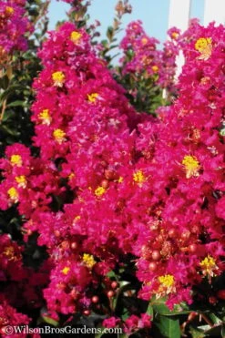 Berry Dazzle Dwarf Crape Myrtle - 1 Gallon Pot 11 Berry Dazzle Dwarf Crape Myrtle - 1 Gallon Pot -Flowers World Shop Crape Myrtle Berry Dazzle 11