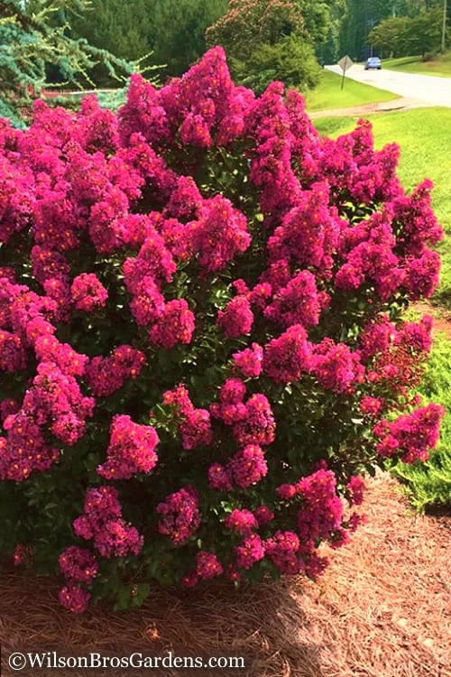 Berry Dazzle Dwarf Crape Myrtle - 1 Gallon Pot 7 Berry Dazzle Dwarf Crape Myrtle - 1 Gallon Pot - Image 5