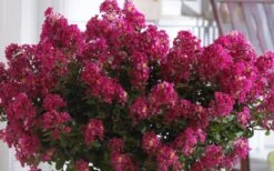 Berry Dazzle Dwarf Crape Myrtle (Single-Trunk Topiary) - 7 Gallon Pot -Flowers World Shop Crape Myrtle Berry Dazzle 3