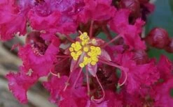 Berry Dazzle Dwarf Crape Myrtle (Single-Trunk Topiary) - 7 Gallon Pot -Flowers World Shop Crape Myrtle Berry Dazzle 4