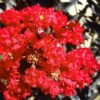 Black Diamond Red Hot Crape Myrtle (Multi-Trunk) - 7 Gallon Pot (4-5' HT) 1 Black Diamond Red Hot Crape Myrtle (Multi-Trunk) - 7 Gallon Pot (4-5' HT) -Flowers World Shop Crape Myrtle Black Diamond Red Hot 1 1