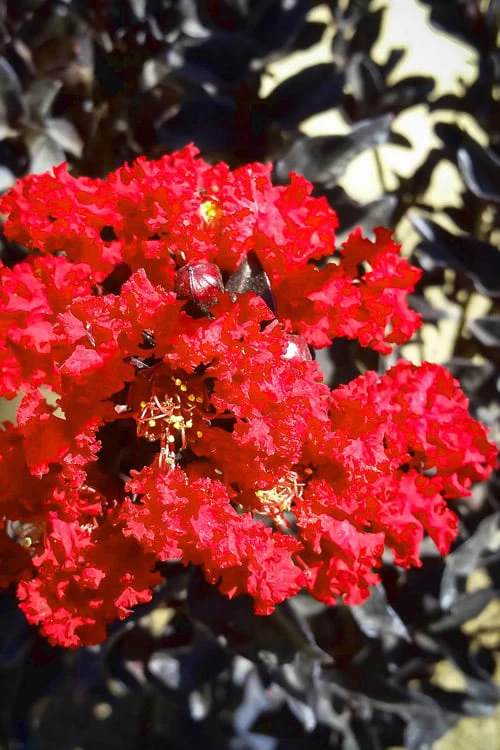 Black Diamond Red Hot Crape Myrtle (Multi-Trunk) - 7 Gallon Pot (4-5' HT) 3 Black Diamond Red Hot Crape Myrtle (Multi-Trunk) - 7 Gallon Pot (4-5' HT)