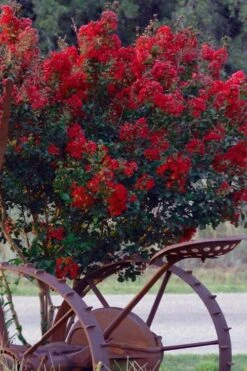 Black Diamond Red Hot Crape Myrtle - 3 Gallon Pot -Flowers World Shop Crape Myrtle Black Diamond Red Hot 2 2
