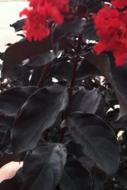 Black Diamond Red Hot Crape Myrtle - 2 Gallon Pot 10 Black Diamond Red Hot Crape Myrtle - 2 Gallon Pot -Flowers World Shop Crape Myrtle Black Diamond Red Hot 4