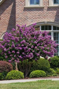 Catawba Purple Crape Myrtle - 1 Gallon Pot -Flowers World Shop Crape Myrtle Catawba 5 1