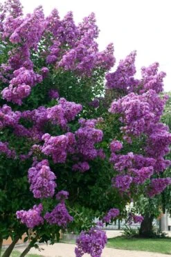 Catawba Purple Crape Myrtle - 3 Gallon Pot -Flowers World Shop Crape Myrtle Catawba 500x750 1