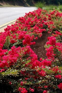Cherry Dazzle Dwarf Crape Myrtle - 3 Gallon Pot -Flowers World Shop Crape Myrtle Cherry Dazzle 31