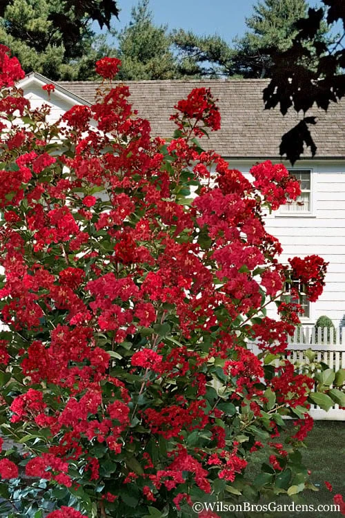 Colorama Scarlet Red Crape Myrtle - 7 Gallon Pot (3-4') 6 Colorama Scarlet Red Crape Myrtle - 7 Gallon Pot (3-4') - Image 4