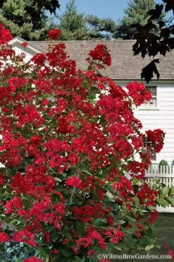 Colorama Scarlet Red Crape Myrtle - 5 Gallon Pot -Flowers World Shop Crape Myrtle Colorama Scarlet 1