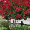 Colorama Scarlet Red Crape Myrtle - 7 Gallon Pot (3-4') -Flowers World Shop Crape Myrtle Colorama Scarlet 2 1