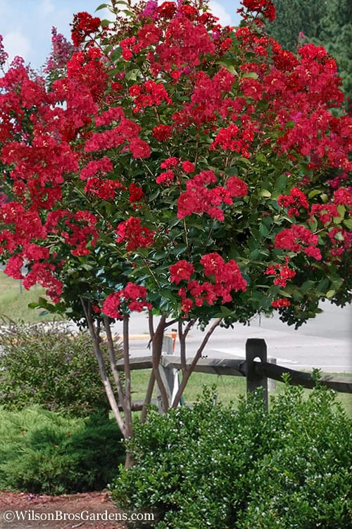Colorama Scarlet Red Crape Myrtle - 7 Gallon Pot (3-4') 3 Colorama Scarlet Red Crape Myrtle - 7 Gallon Pot (3-4')