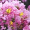 Dazzle Me Pink Dwarf Crape Myrtle - 2 Gallon Pot -Flowers World Shop Crape Myrtle Dazzle Me Pink 15