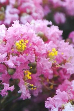 Dazzle Me Pink Dwarf Crape Myrtle - 2 Gallon Pot