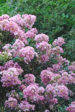 Dazzle Me Pink Dwarf Crape Myrtle - 2 Gallon Pot -Flowers World Shop Crape Myrtle Dazzle Me Pink 16