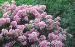 Dazzle Me Pink Dwarf Crape Myrtle - 3 Gallon Pot -Flowers World Shop Crape Myrtle Dazzle Me Pink 17 1