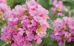 Dazzle Me Pink Dwarf Crape Myrtle - 3 Gallon Pot -Flowers World Shop Crape Myrtle Dazzle Me Pink Closeup 1