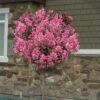 Delta Jazz Crape Myrtle - Single Trunk Topiary Tree - 5 Gallon Pot -Flowers World Shop Crape Myrtle Delota Jazz Tree Form 1