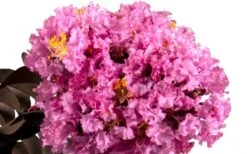 Delta Eclipse Crape Myrtle - 2 Gallon Pot -Flowers World Shop Crape Myrtle Delta Eclipse