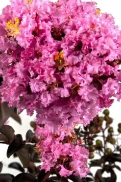 Delta Eclipse Crape Myrtle - 2 Gallon Pot -Flowers World Shop Crape Myrtle Delta Eclipse BS