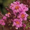 Delta Eclipse Crape Myrtle - 2 Gallon Pot -Flowers World Shop Crape Myrtle Delta Eclipse Rev 500x750 1