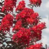 Delta Flame Crape Myrtle - 3 Gallon Pot -Flowers World Shop Crape Myrtle Delta Flame 3 1