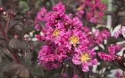 Delta Fusion Crape Myrtle - 2 Gallon Pot -Flowers World Shop Crape Myrtle Delta Fusion 2