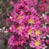 Delta Fusion Crape Myrtle - 2 Gallon Pot -Flowers World Shop Crape Myrtle Delta Fusion 7