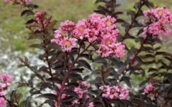 Delta Jazz Crape Myrtle - Single Trunk Topiary Tree - 5 Gallon Pot 13 Delta Jazz Crape Myrtle - Single Trunk Topiary Tree - 5 Gallon Pot -Flowers World Shop Crape Myrtle Delta Jazz 2