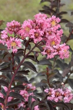 Delta Jazz Crape Myrtle - Single Trunk Topiary Tree - 5 Gallon Pot 12 Delta Jazz Crape Myrtle - Single Trunk Topiary Tree - 5 Gallon Pot -Flowers World Shop Crape Myrtle Delta Jazz Rev 500x750 3