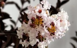 Delta Moonlight Crape Myrtle - 2 Gallon Pot -Flowers World Shop Crape Myrtle Delta Moonlight