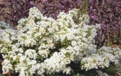 Diamond Dazzle Dwarf Crape Myrtle - 3 Gallon Pot -Flowers World Shop Crape Myrtle Diamond Dazzle 2