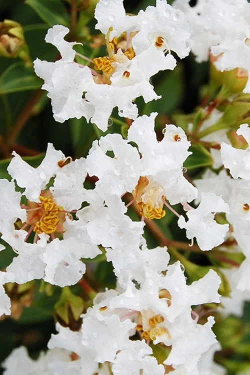 Diamond Dazzle Dwarf Crape Myrtle - 1 Gallon Pot 8 Diamond Dazzle Dwarf Crape Myrtle - 1 Gallon Pot - Image 6