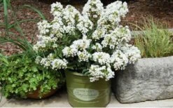 Diamond Dazzle Dwarf Crape Myrtle - 2 Gallon Pot -Flowers World Shop Crape Myrtle Diamond Dazzle In Pot 1